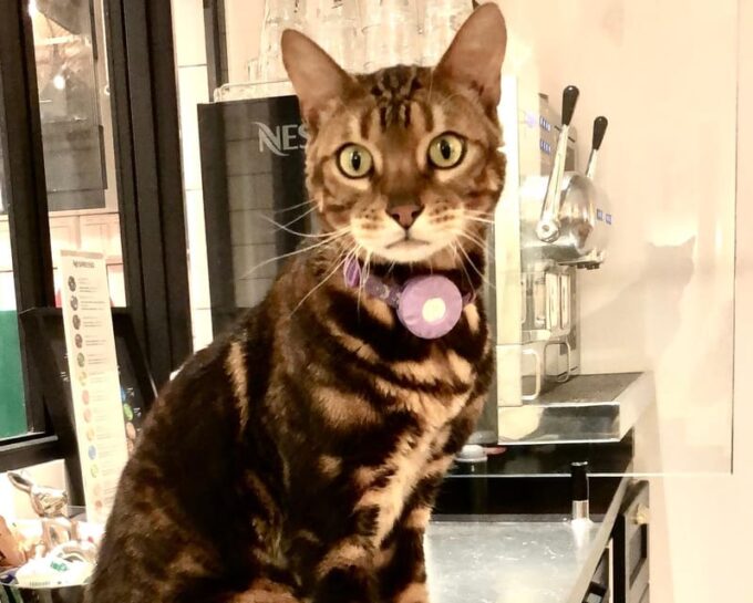 Bilbao: 30-Minute Entry Ticket to a Cat Café - Frequently Asked Questions