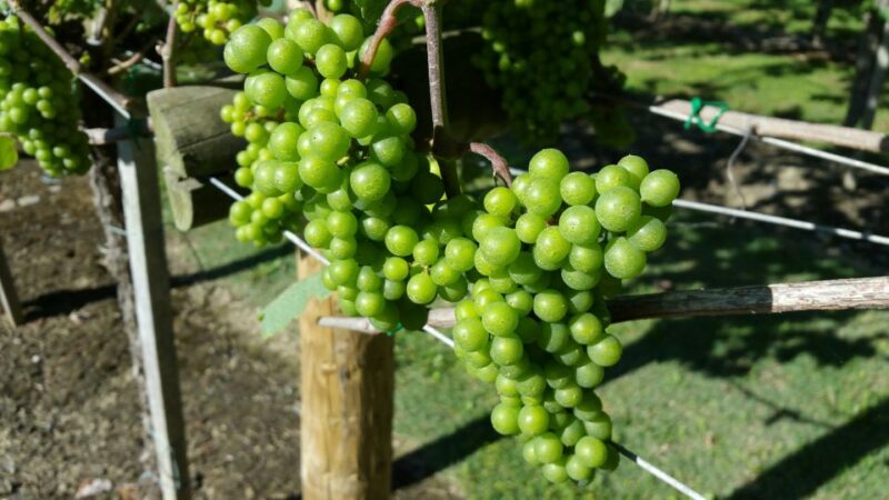 Bilbao: Guided Txakoli Wine Tasting - History of Txakoli Wine