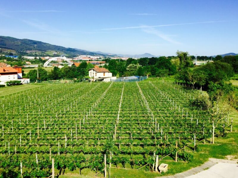 Bilbao: Guided Txakoli Wine Tasting - Visiting the Century-Old Winery