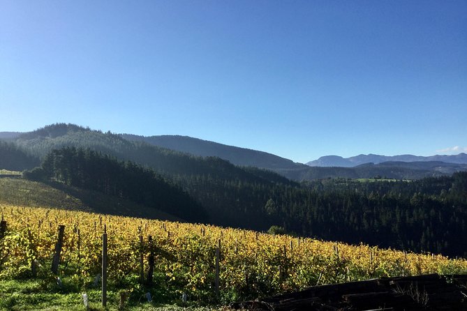 Bilbao Txakoli Wine Tour - Reviews and Feedback