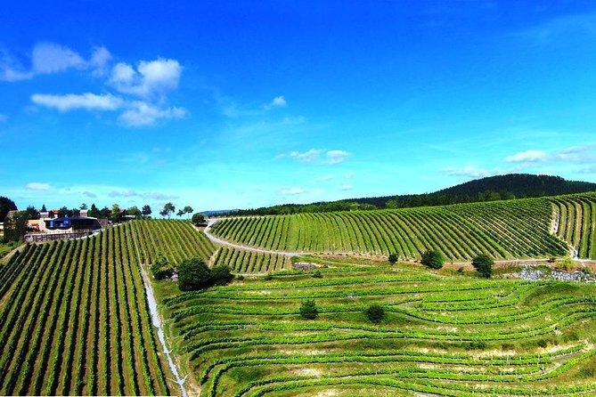 Bilbao Txakoli Wine Tour - Explore Txakoli Museum