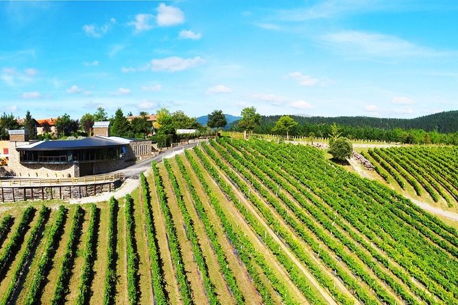 Bilbao Txakoli Wine Tour - Taste Txakoli Wines