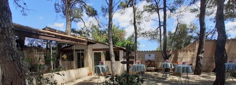 Binissalem: Individual Vineyard Tour and Wine Tasting - Key Points