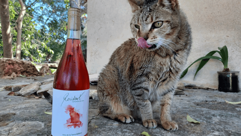 Binissalem: Individual Vineyard Tour and Wine Tasting - Experience Highlights