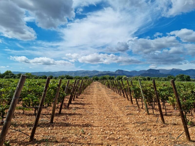 Binissalem: Individual Vineyard Tour and Wine Tasting - Customer Reviews and Feedback