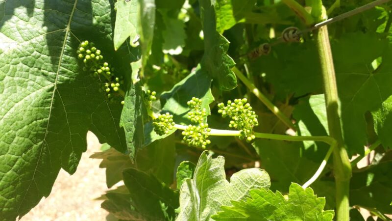 Binissalem: Individual Vineyard Tour and Wine Tasting - Meeting Point and Directions