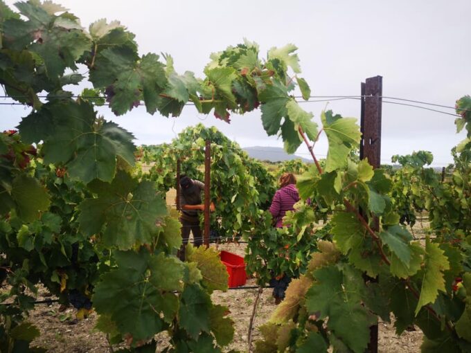 Binissalem: Individual Vineyard Tour and Wine Tasting - What to Expect During the Tour