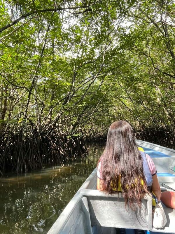 Bintan Island : Mangrove Or Fireflies Tour - Key Points