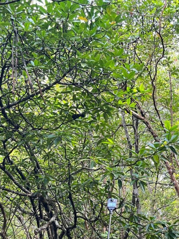 Bintan Island : Mangrove Or Fireflies Tour - Who Should Consider This Tour?