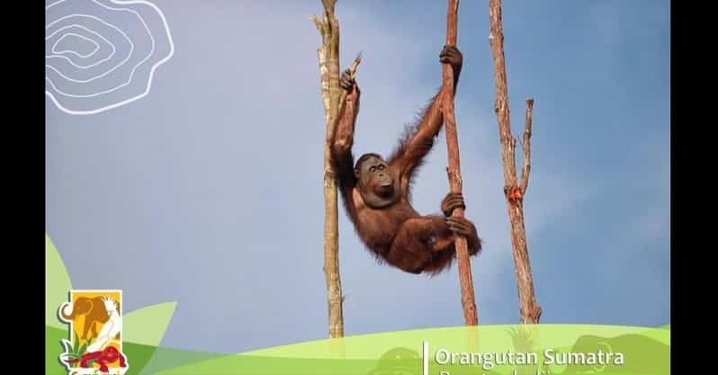 Bintan Safari Lagoi + Honey & Eco Farm Tour - Key Points