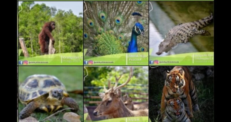 Bintan Safari Lagoi + Honey & Eco Farm Tour - Safari Lagoi Details