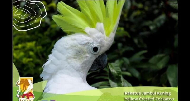 Bintan Safari Lagoi + Honey & Eco Farm Tour - Transportation and Logistics