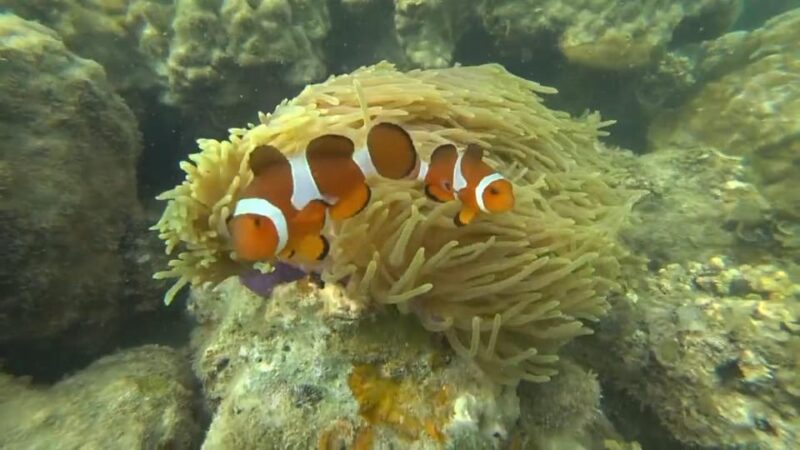 Bintan Snorkeling - Snorkeling Experience