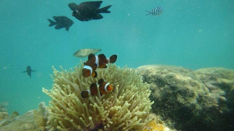 Bintan Snorkeling - Skill Level Suitability