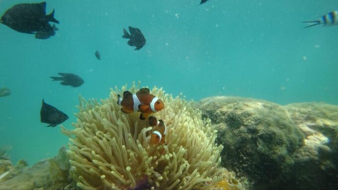 Bintan Snorkeling - Customer Feedback