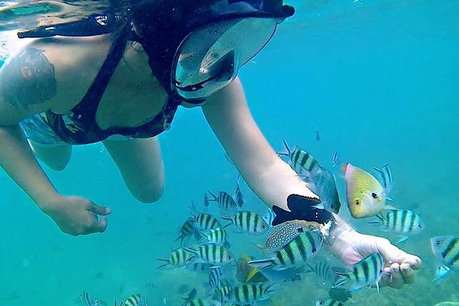 Bintan Snorkeling Tour - Pricing and Booking