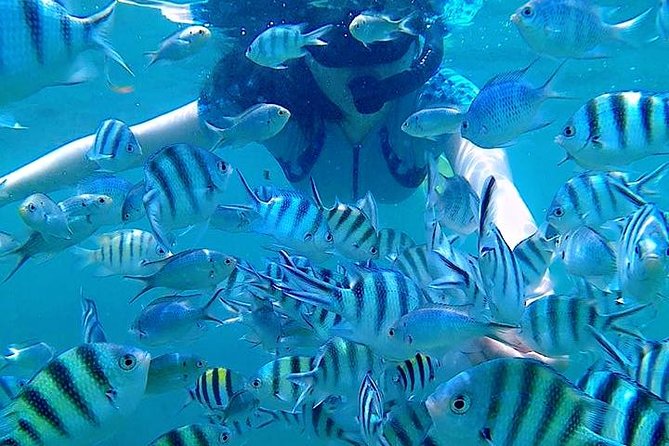 Bintan Snorkeling Tour - Customer Reviews and Experiences