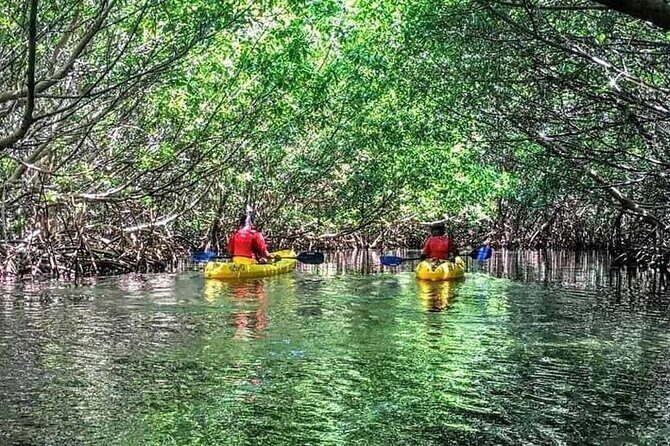 Bio Bay Night Kayak Tour in Fajardo - Authentic Traveler Feedback