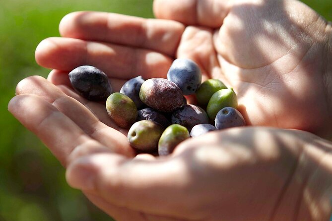 Bio Farm Private Olive Oil Tasting, Farm to Fork Meal & Temple of Poseidon Tour - Private Olive Oil Tasting