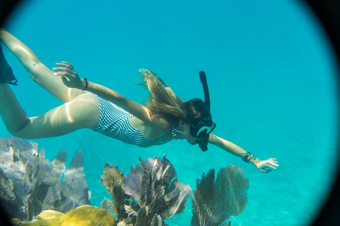 Biologist Owned & Operated: Dolphin Watching & Guided Snorkeling - Snorkeling Equipment