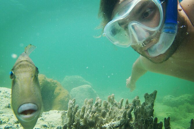 Biologist Owned & Operated: Dolphin Watching & Guided Snorkeling - Marine Life Viewing