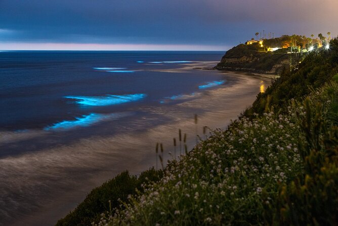 Bioluminescence Kayak Tour - Est. 1994 - Activity Highlights