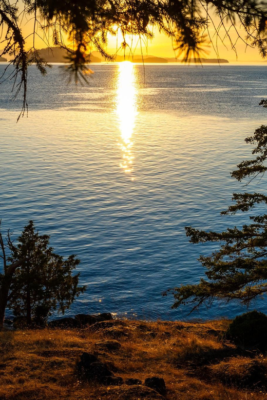 Bioluminescence Night Paddle - Observing Harbor Seals and Roosting Birds