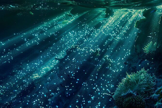 Bioluminescence Snorkel Boat Tour to Klein Bonaire - Key Points