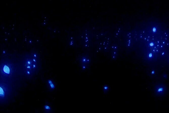 Bioluminescence Snorkel Boat Tour to Klein Bonaire - A Close Look at the Tour Experience