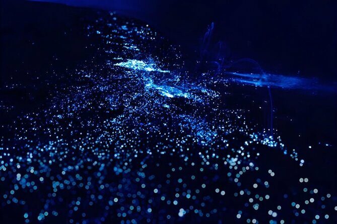 Bioluminescence Snorkel Boat Tour to Klein Bonaire - Authentic Insights from Reviewers
