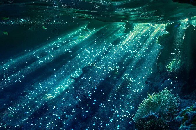 Bioluminescence Snorkel Boat Tour to Klein Bonaire - The Value of the Experience