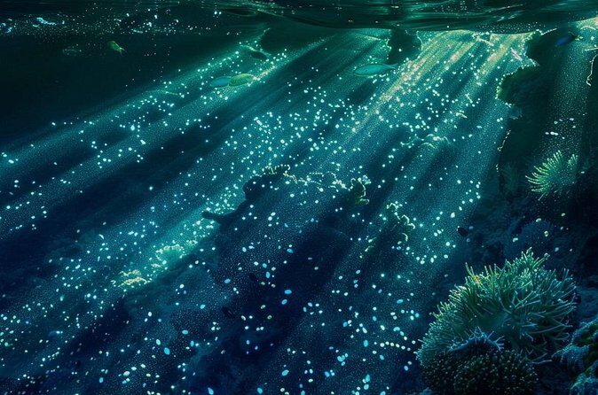 Bioluminescence Snorkel Boat Tour to Klein Bonaire - Who Should Consider This Tour?
