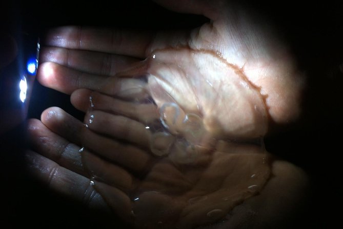 Bioluminescence Tour & Sunset River Cruise - Inclusions and Fees