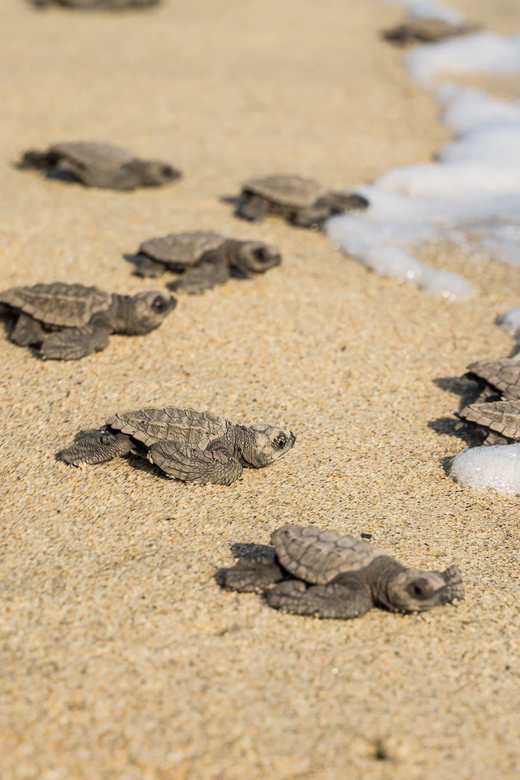 Bioluminescence & Turtle Release - Free Cancellation and Booking