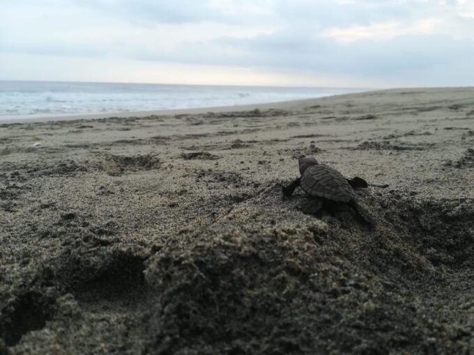 Bioluminescence & Turtle Release - Frequently Asked Questions