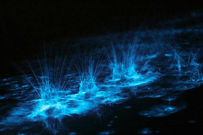 Bioluminescent Bay Adventure in Grand Cayman - Introducing the Experience