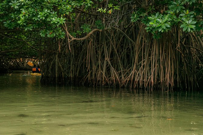 Bioluminescent Bay Night Kayaking | 7:30pm - Tour Details and Inclusions