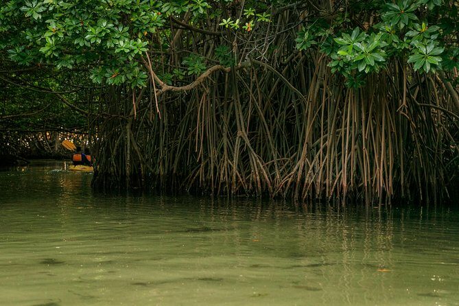 Bioluminescent Bay Night Kayaking, Fajardo - Final Thoughts: Is It Worth It?