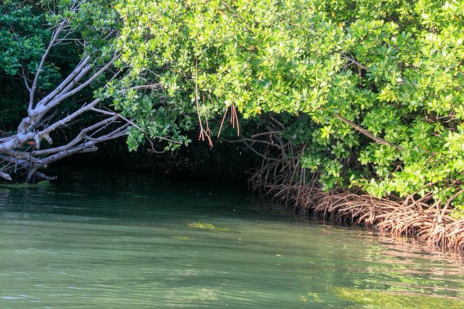 Bioluminescent Bay Night Kayaking, Laguna Grande, Fajardo - Participant Feedback
