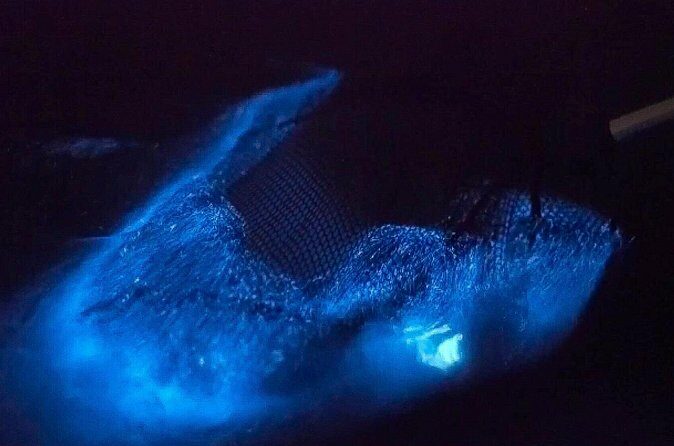Bioluminescent Comb Jelly Clear Kayaking Tour - Why This Tour Is Worth It