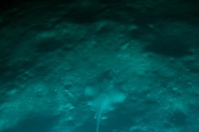 Bioluminescent Comb Jelly & LED Kayak / Paddle Board Excursion - Key Points