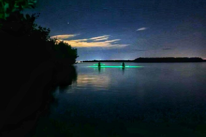 Bioluminescent Comb Jelly & LED Kayak / Paddle Board Excursion - Customer Reviews and Feedback