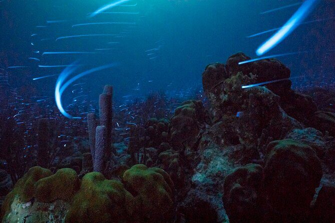 Bioluminescent Night Snorkeling - Introduction: A Glimpse Into Bonaire’s Nighttime Underwater Glow