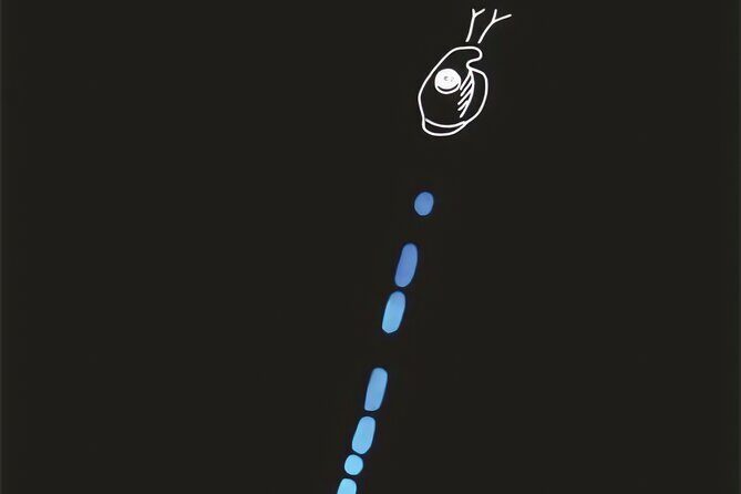 Bioluminescent Night Snorkeling - FAQ: Your Questions About Bonaire’s Bioluminescent Night Snorkeling