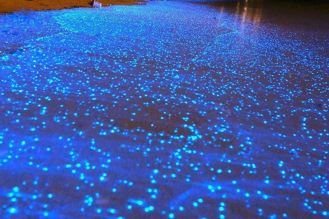 Bioluminescent Night Tour - Stunning Bioluminescent Waters