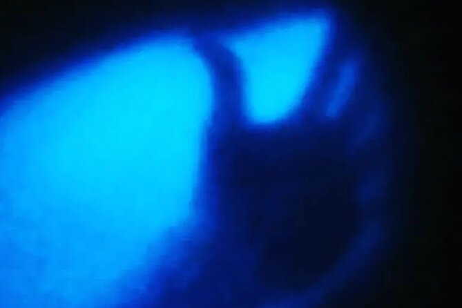 Bioluminescent Night Tour - Recommended for Extraordinary Visuals