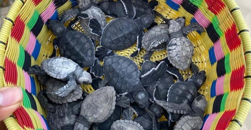 Bioluminiscence and Turtle Release Full Afternoon/Night Trip - Itinerary Details