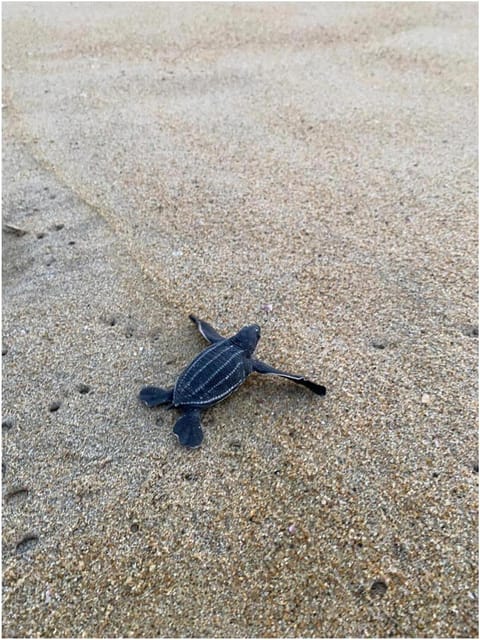 Bioluminiscence and Turtle Release Full Afternoon/Night Trip - Pickup Location and Transportation