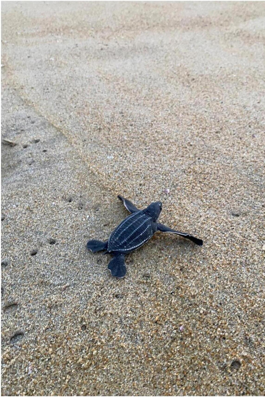 Bioluminiscence and Turtle Release Full Afternoon/Night Trip - Experience Highlights