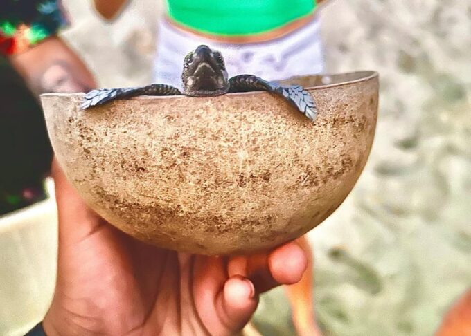 Bioluminiscence and Turtle Release Full Afternoon/Night Trip - Important Information